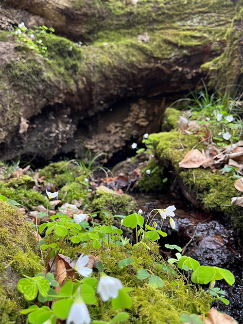 Bach mit wassertypischer Flora im Waldgebiet