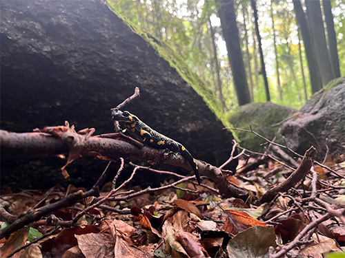 Feuersalamander im Waldgebiet