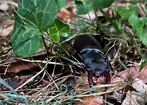 Hirschkäfer im Waldgebiet