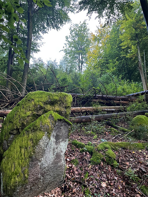 Buchenwald mit umgestürzten Bäumen und Felsbrocken
