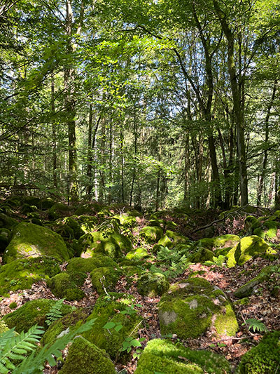 Von der Sonne beschienener Buchenwald mit Farnen und großen mit Moos überwachsenen Granitblöcken
