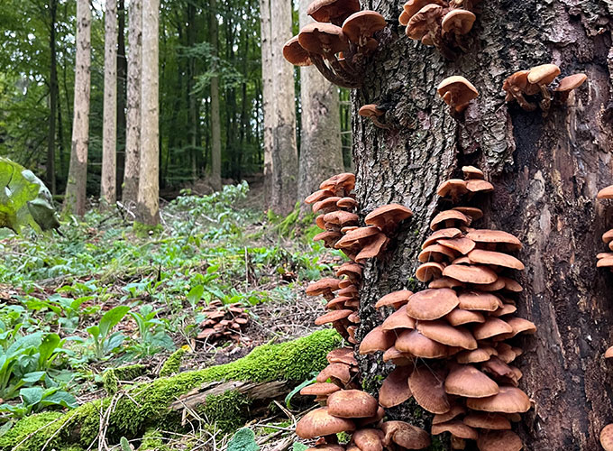 Buchenwald mit Farnen und Baumstamm mit Pilzen