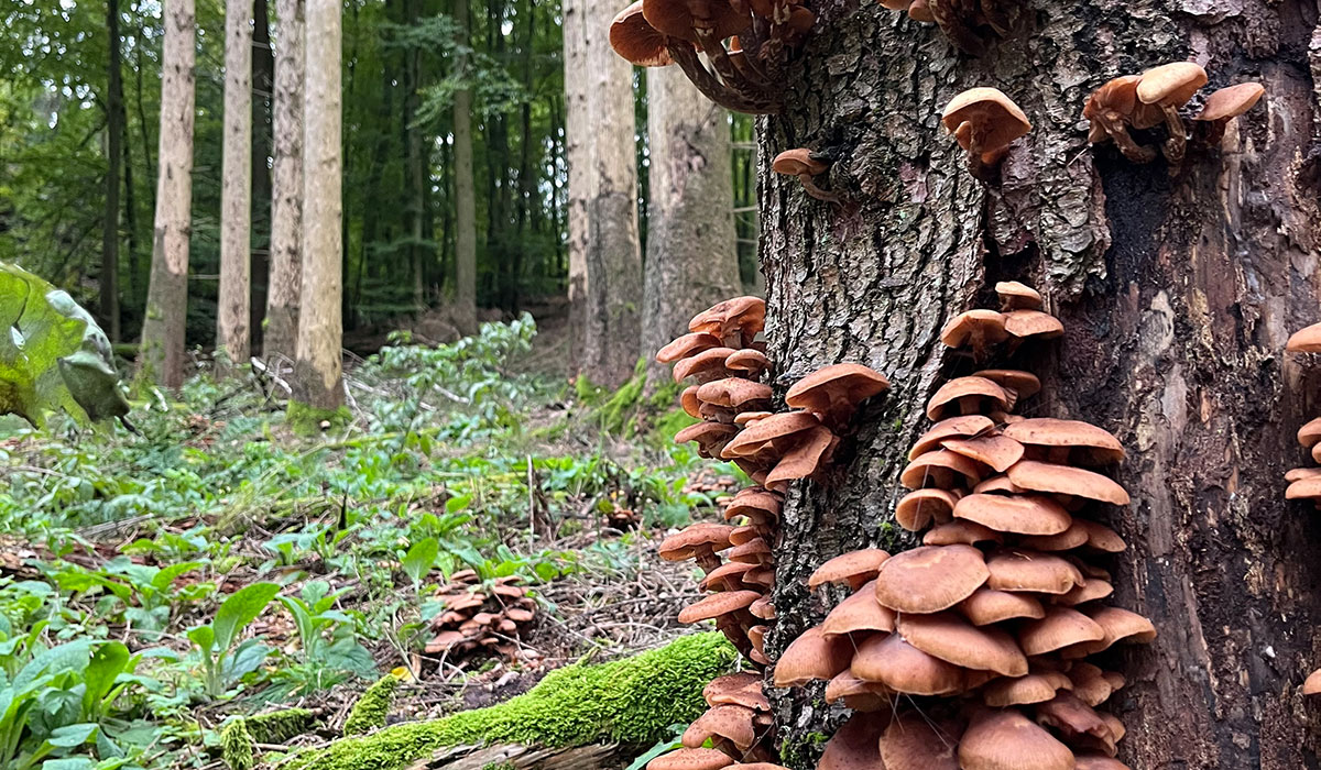 Buchenwald mit Farnen und Baumstamm mit Pilzen
