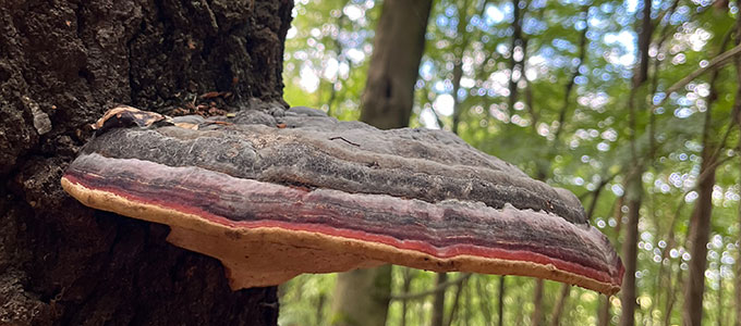 Ein bunter Baumpilz an einem Baumstumpf