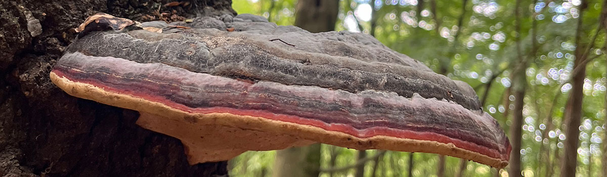 Ein bunter Baumpilz an einem Baumstumpf