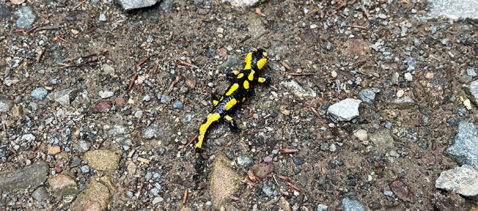 Ein Feuersalamander auf steinigem Waldboden