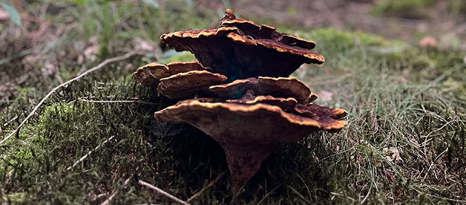 Lamellenpilze wachsen auf dem Waldboden