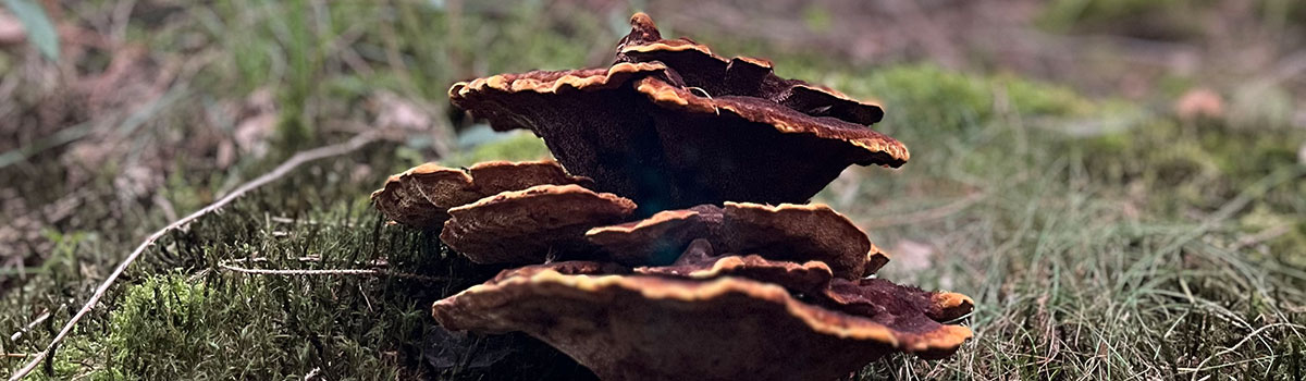 Lamellenpilze wachsen auf dem Waldboden