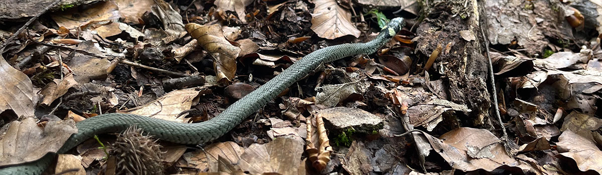 Ringelnatter auf herabgefallenen Blaettern