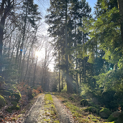 Feldweg in sonnigem Mischwald
